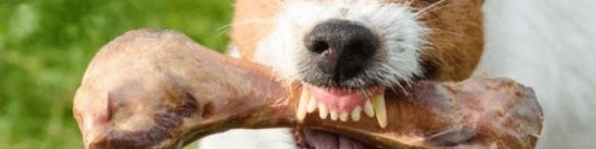 The Importance of Chew Toys for Aggressive Chewers: Keeping Medium and Large Dogs Engaged